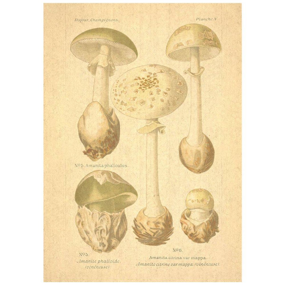 Flax Art Poster | Encyclopedia Mushroom B | FWP-AP-EN5B Flax Art Poster | Encyclopedia Mushroom B | FWP-AP-EN5B