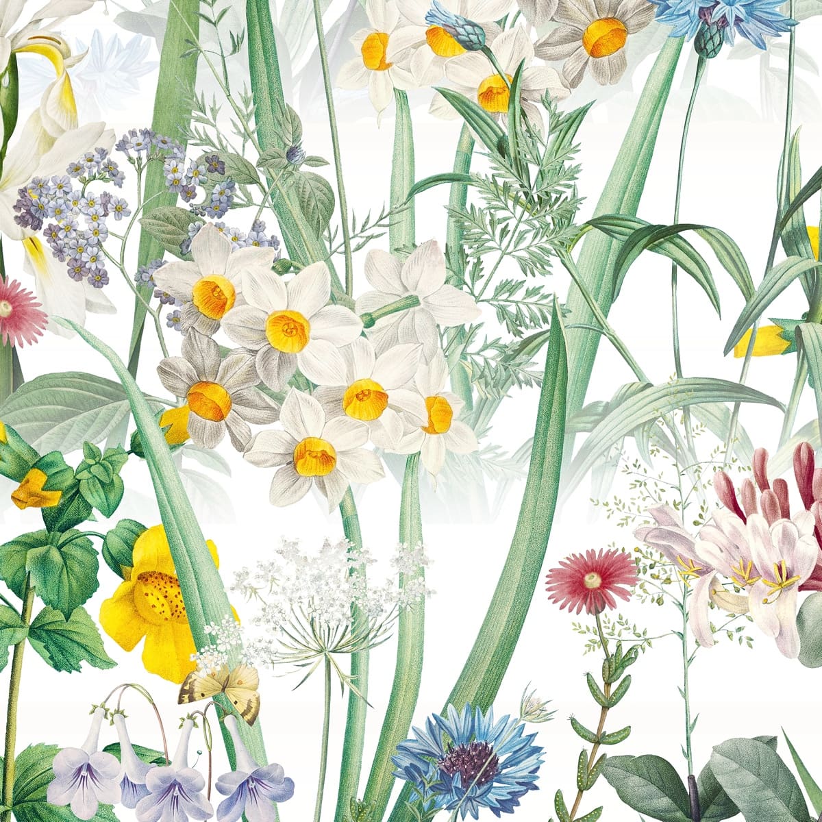 Honpo | Gentle Bloom Field Honpo | Gentle Bloom Field