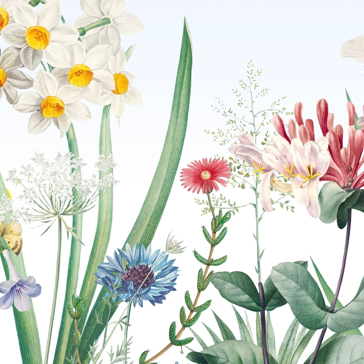 Honpo | Gentle Bloom Honpo | Gentle Bloom